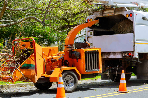 Best Hazardous Tree Removal  in Val Verde Park, TX